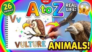 Alphabet Animals Drawing to Real 📚 First Words A-Z Learning for Kids | Toddler Education
