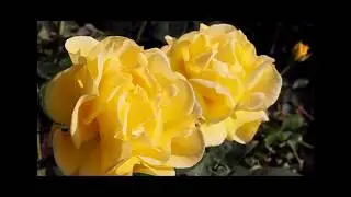 Coffee - Triangle Park (Official Music Video)