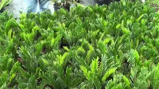 Native Florida Coontie