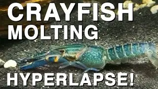 Crayfish molting - Full process in Hyperlapse!