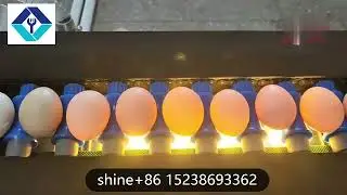 egg sorting washing machine