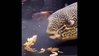 Mr. Krabs dies