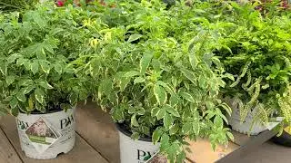 Sambucus 'Instant Karma' (European Elder) VARIEGATED foliage and large, lacy flower clusters!