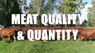 Droughtmaster Breed Traits and Benefits