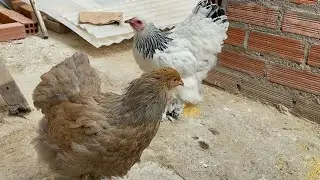 A los cuantos meses pondrá huevos las gallinas brahamas