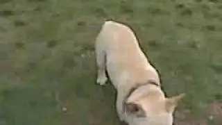 Dudley plays at dog park