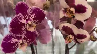 Фаленопсисы в завозе 🌸 Биглип, Каменная Роза, ароматные орхидеи. Новая поставка орхидей фаленопсисов