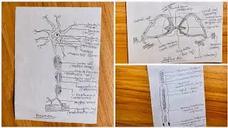 Reflex Arc , Chromosome , Neuron Diagram // how to draw Reflex Arc // Chromosome and Neuron