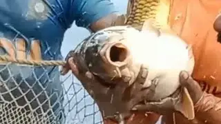 Fishing | Big Miner Carp Fishing | #Shorts