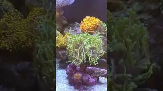 Reef tank waterbox saltwater fish yellow tang indo dragon soul torch corals