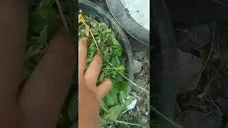 Cabutin bunga yang sudah ga produktif dan dijadikan kompos #kompos #komposting #dari #tanaman