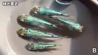 色々な改良メダカ達③