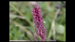 Labrador Explorer 2008 - Flora - Canada