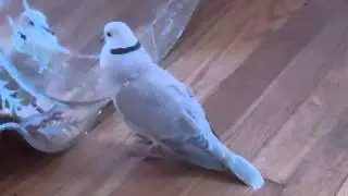 Laughing ringneck with bow-cooing