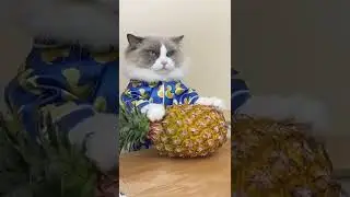 The smartest cat in the world #shorts