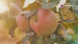 Livada cu Emoții  Povestea Toamnei Magic