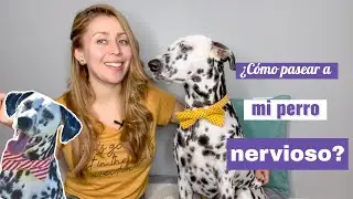 &iquest;C&oacute;mo pasear a tu perro si es muy nervioso?