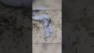 Барракуда Атаковала Акулу