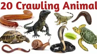 रेंगने वाले जीव सीखें | Name 20 Crawling Animals Name English for Nursery Kindergarten Kids 
