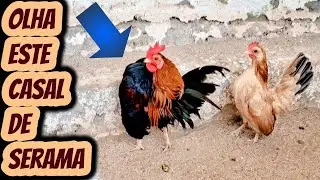 Lindo casal da ra&ccedil;a Serama Aves / Mini galinhas miniaturas com boa postura para ovos galados f&eacute;rteis
