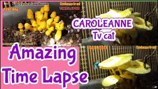 Amazing Time Lapse Cycle Life of Leucocoprinus Birnbaumii mushroom