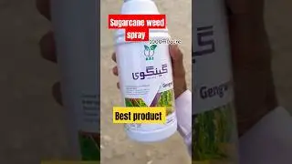 Gangvi spray | Sugarcane Weed control | Weed spry  | non selective weed spray | #sugarcane #shorts