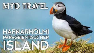 Puffins auf Hafnarh&oacute;lmi - Island | MYD Travel - Folge 83 [4K]