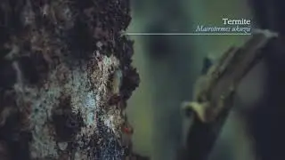 The world of termites