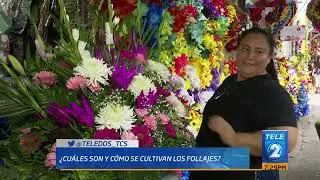 Cultivos de follajes