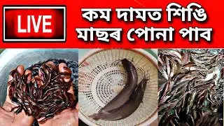 Assamese News Live | কম দামত শিঙি মাছৰ পোনা | Catfish Seeds | Fish Market Assam | Assamese News