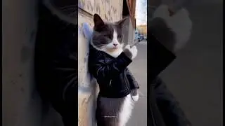Ab maza aya Cat 🤣 #funny #cat #trending
