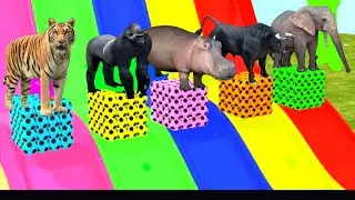 Colors slide game with tiger gorilla cow rhino color transformation