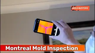 Montreal Mold Inspection - Mold Busters #moldinspection