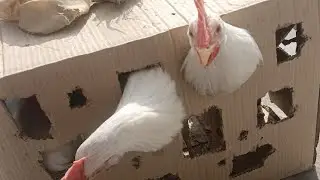 Chicks ka house fully cover kar diya . Thand ki wajah se