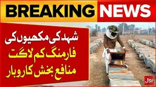 Honey Bee Farming Emerges as a Profitable Low-Investment Business | Breaking News