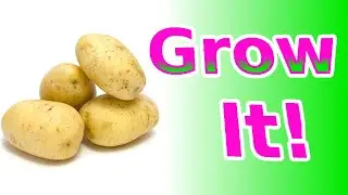 How to Plant POTATOES in 60 seconds! 🥔 How to Grow Garden Vegetables for Beginners for Your Own Food