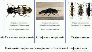 Насекомое, отряд жесткокрылые, семейство Стафилиниды insect Ощупники Keefe волосатый падальный Nat