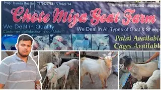 Bantam & Heavy Mende of Chote Miya Goat farm at Bhiwandi Maharashtra | Part-1 | Palai Available