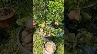 Big Sapota Plant #voreralo #prabhatinursery