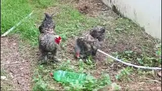 Sale Japanese Bantum | Cuckoo Brahma | Royal Pom Turkey Chicks | Jammu Kashmir | Fancy Chicken