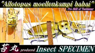 By苔丸 Little-known ingenuity【How To Make Insect Specimen】