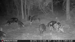 Hog Hunting Texas with the Four W&rsquo;s Outdoors Fourwsoutdoors.com 