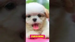 Adorable Puppies Hugging and Playing Together | Cutest Puppy Moments Compilation