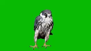 eagle green screen video