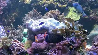 Baltimore National Aquarium Maryland Full Tour Review 2018 | 4K