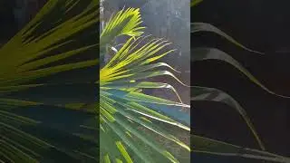conhe&ccedil;a mais um pouco BIOSFERA GARDEN Itupeva
