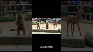 I Found a Zoo Where Animals Dance to Music 😱