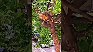 #funnycats #cutecats #funnycatvideos #petsfunnyvideos #cutecatclips #funnypets #petcatvideos