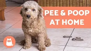 My DOG PEES and POOPS Indoors 🐕💦 (Behavior and Cleaning Tips)