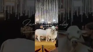 #sibbibull #sibbilover #cow #bakraeid2025 #qurbani2025 #qurbanivideos #cowlover #rajabfamily #viral